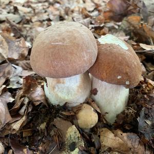 Summer Bolete