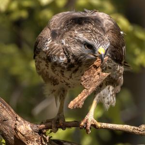 Common Buzzard