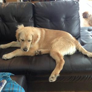 Retriever (Golden)