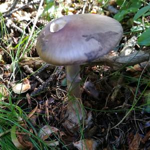 Grey-veil Amanita