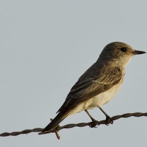 Unknown Species