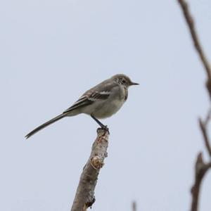 White Wagtail