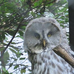 Great Grey Owl