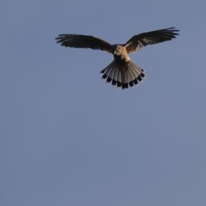 Common Kestrel