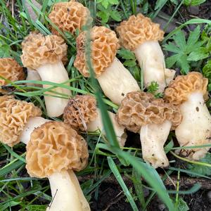 Yellow Morel