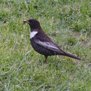 Ring Ouzel