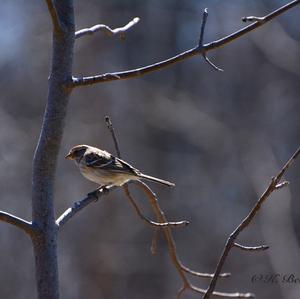 Chipping Sparrow