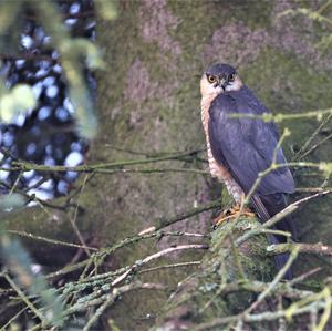 Eurasian Sparrowhawk