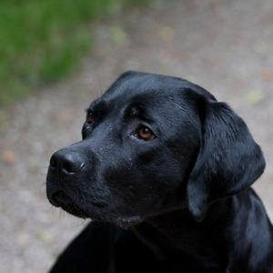 Retriever (Labrador)