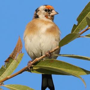 European Goldfinch