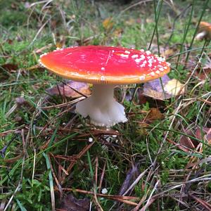 Fly Agaric