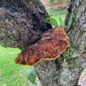 Beefsteak Polypore