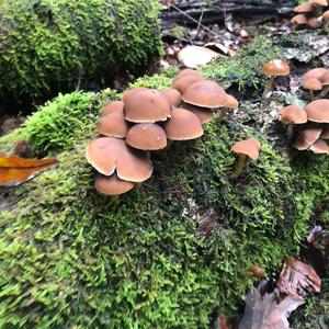 Wässriger Mürbling