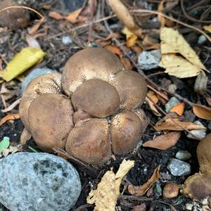 Stump Puffball