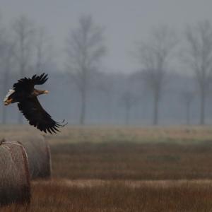 White-tailed Eagle
