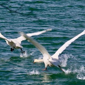Whooper Swan