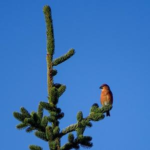 Red Crossbill