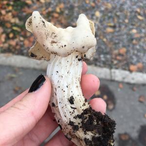 Herbstlorchel
