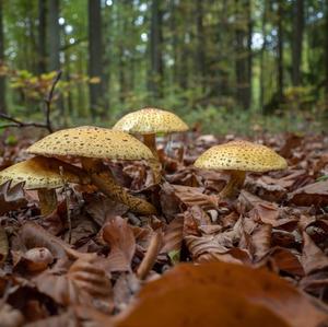 Unknown Species