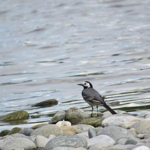 White Wagtail