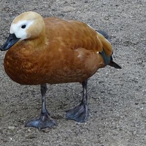 Ruddy Shelduck