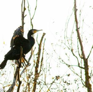 Kormoran