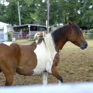 Assateague Pony