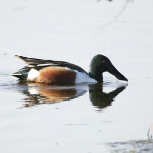 Northern Shoveler