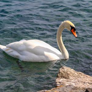 Höckerschwan