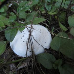 Unknown Species