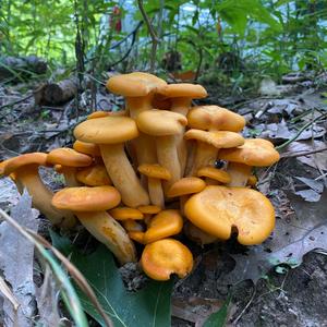 Unknown Species