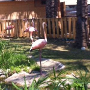 Greater Flamingo