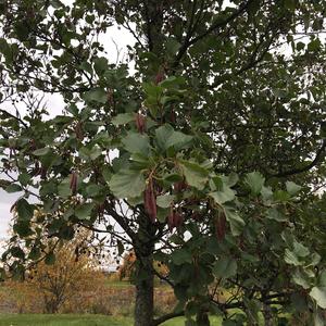 Black Alder