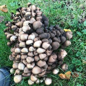 Unknown Species