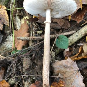 Parasol Mushroom