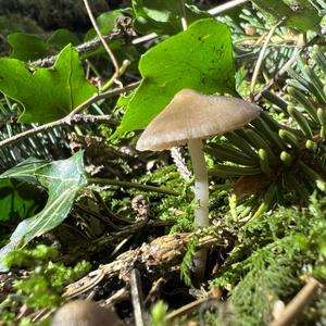 Spruce-cone Toadstool