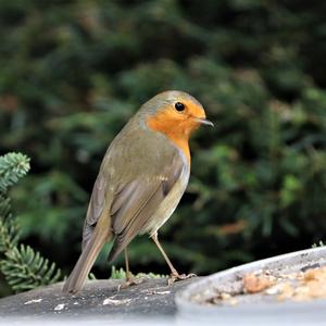 European Robin