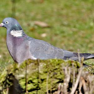 Common Wood-pigeon