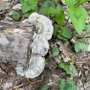 Confluent Polypore
