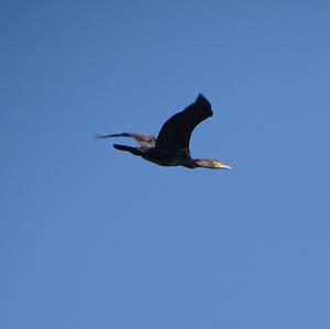 Kormoran