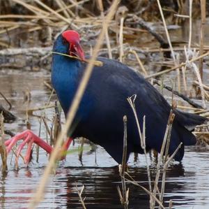 Purple Swamphen