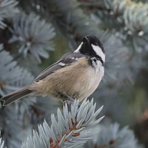Coal Tit