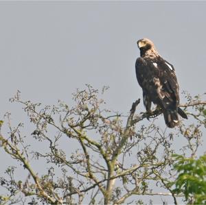 Eastern Imperial Eagle