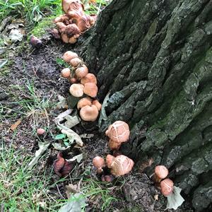 Unknown Species