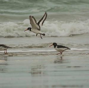 Eurasian Oystercatcher