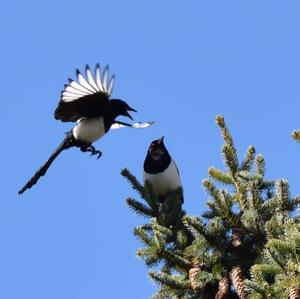 Black-billed Magpie