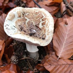 Gelber Knollenblätterpilz