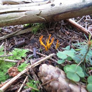 Yellow Tuning Fork