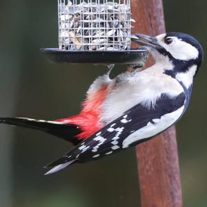 Great Spotted Woodpecker