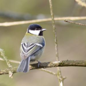 Great Tit